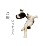ねこる族（個別スタンプ：11）