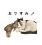 ねこる族（個別スタンプ：14）