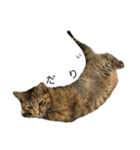 ねこる族（個別スタンプ：15）