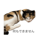 ねこる族（個別スタンプ：16）