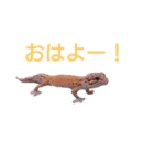あかつきさん（個別スタンプ：5）