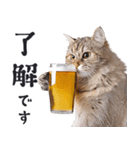 酒ビール！リアルな猫ミーム（日常）（個別スタンプ：2）