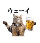 酒ビール！リアルな猫ミーム（日常）（個別スタンプ：8）