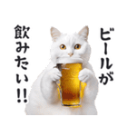 酒ビール！リアルな猫ミーム（日常）（個別スタンプ：10）