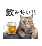 酒ビール！リアルな猫ミーム（日常）（個別スタンプ：12）