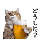 酒ビール！リアルな猫ミーム（日常）（個別スタンプ：13）