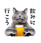 酒ビール！リアルな猫ミーム（日常）（個別スタンプ：15）