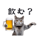 酒ビール！リアルな猫ミーム（日常）（個別スタンプ：19）