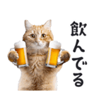 酒ビール！リアルな猫ミーム（日常）（個別スタンプ：20）