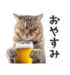 酒ビール！リアルな猫ミーム（日常）（個別スタンプ：30）