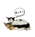 しゃあ猫団【3】（個別スタンプ：1）