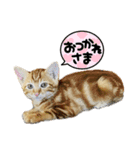 しゃあ猫団【3】（個別スタンプ：8）