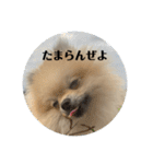 虚無顔ちもちゃんのスタンプ（個別スタンプ：5）