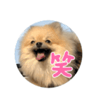 虚無顔ちもちゃんのスタンプ（個別スタンプ：15）