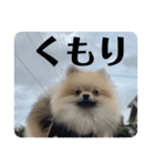 虚無顔ちもちゃんのスタンプ（個別スタンプ：17）