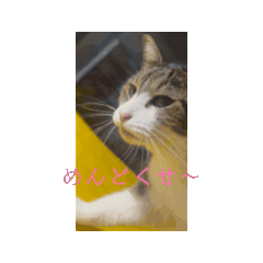 [LINEスタンプ] 動くよ猫