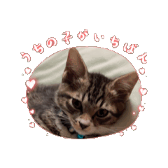 [LINEスタンプ] 動く保護猫しらすスタンプ