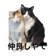 [LINEスタンプ] こうの猫たち。