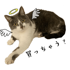 [LINEスタンプ] さかがわニャンコ