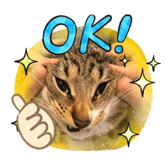 [LINEスタンプ] キジトラlalastamp！！！！
