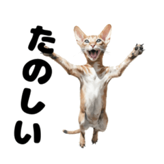 [LINEスタンプ] 個性的な猫スタンプ