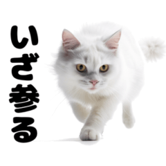 [LINEスタンプ] ユニークな猫のスタンプ2