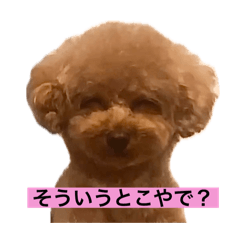 [LINEスタンプ] プードルの家元です。1