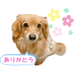 [LINEスタンプ] チロルチョコ 感謝編の画像（メイン）