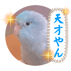[LINEスタンプ] マメルリハ達17