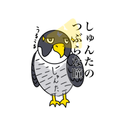 [LINEスタンプ] ハヤブサのしゅんた1