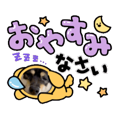 [LINEスタンプ] 豆柴、てるの日常。