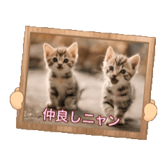 [LINEスタンプ] 可愛い子猫のスタンプです！⑧の画像（メイン）