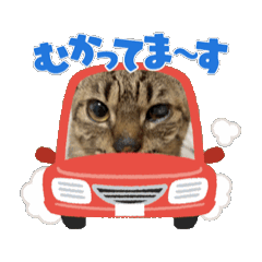 [LINEスタンプ] クーちゃんの動くスタンプ（1）