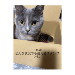 [LINEスタンプ] ニコたんの汎用性高いスタンプ