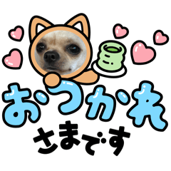 [LINEスタンプ] 我が家のチワワ★リリィちゃん