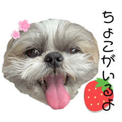 [LINEスタンプ] シーズーちょこちゃん④