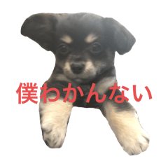 [LINEスタンプ] チワックスきゅんたの独り言withLALA