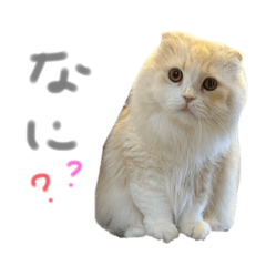 [LINEスタンプ] ねこroom