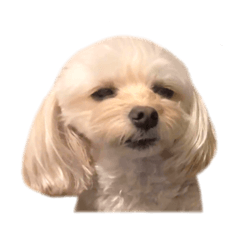 [LINEスタンプ] 色んなメルモ