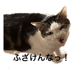 [LINEスタンプ] こうのねこの画像（メイン）