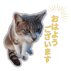 [LINEスタンプ] Nekonen2024