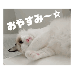 [LINEスタンプ] ∞ねこはる日和∞