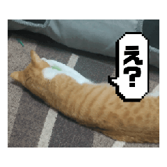 [LINEスタンプ] まいにちベル