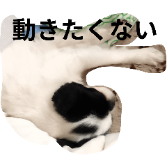 [LINEスタンプ] 僕の犬の子‼こまちゃん2