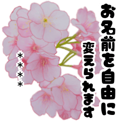 [LINEスタンプ] 名前が変えられる可愛いピ春桜と敬語挨拶の画像（メイン）