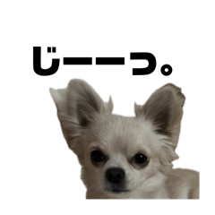 [LINEスタンプ] たむらわんだふるの2