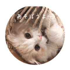 [LINEスタンプ] いやしのにゃんこⅠ