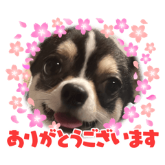 [LINEスタンプ] Nわんこ かん太
