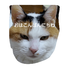 [LINEスタンプ] 癒やされるねこちゃんスタンプ