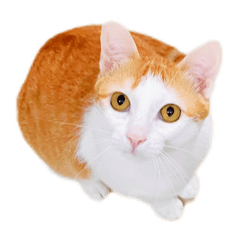 [LINEスタンプ] 白いオレンジ色の猫、Xiao Ding Dang(01)